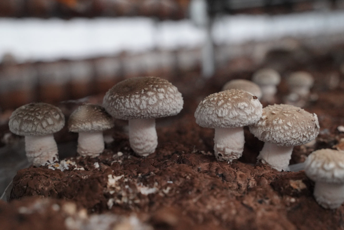 【加工品】椎茸うどん|『喜の子うどん』|200g×3把