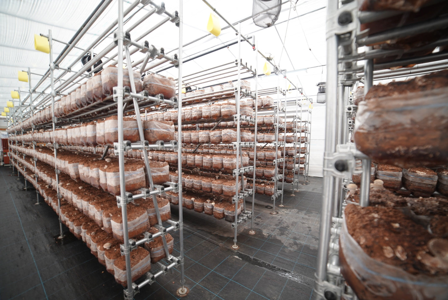 【生】しいたけ|肉厚|(600g)