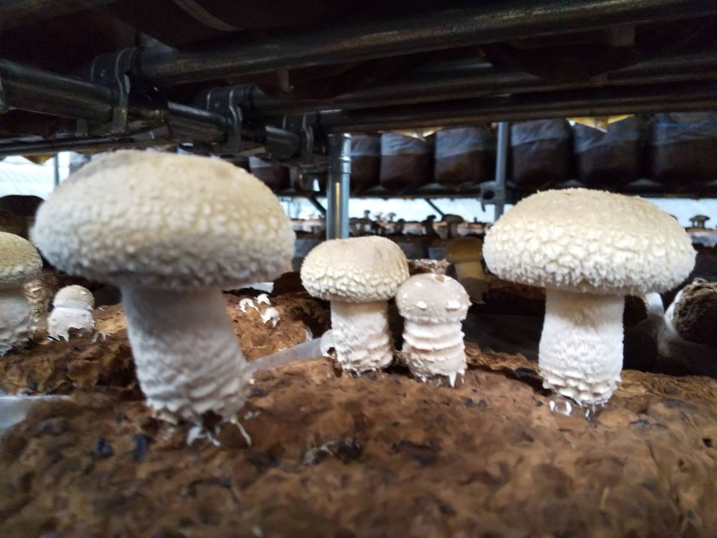 【ギフト】しいたけ｜手みやげセット｜贈答用｜３袋（約550ｇ）｜手提げ袋３枚