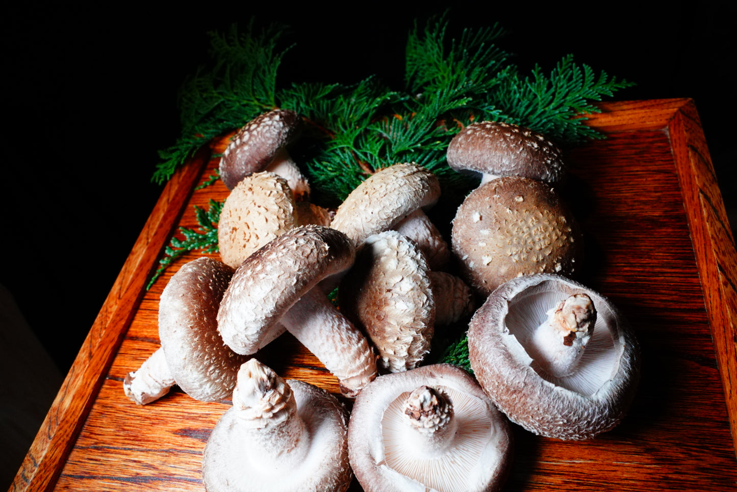 【ギフト】しいたけ｜手みやげセット｜贈答用｜３袋（約550ｇ）｜手提げ袋３枚