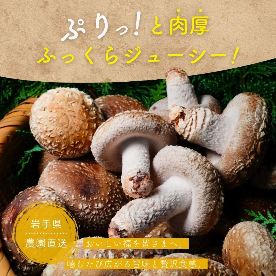 【生】しいたけ｜肉厚｜(６００ｇ)